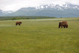 Illustration for article titled Please Enjoy This Gallery Of Amazing Bear Photos